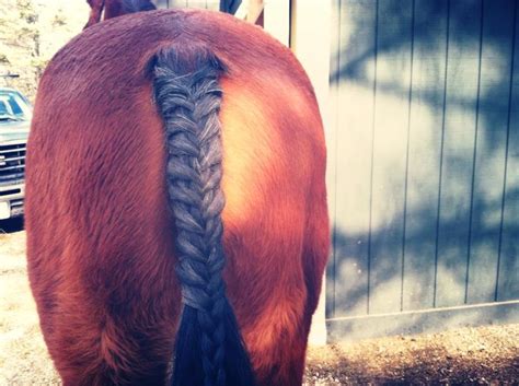 horse tail braid | Horse braiding, Horse aesthetic, Tail braids