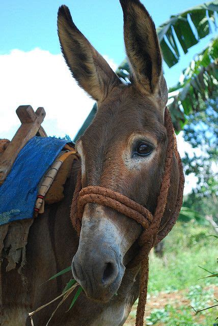 56 best Mule & Donkey Colors & Markings images on Pinterest | Cats ...