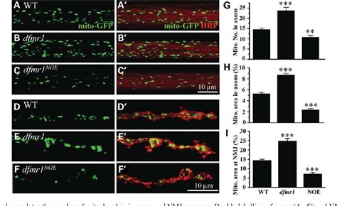 Figure From Drosophila Fmrp Regulates Microtubule Network Formation