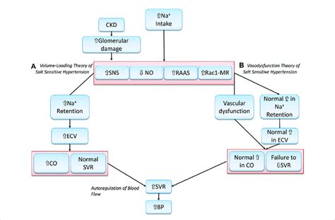 Illustration Of The Volume Loading Theory And The Vaso Dysfunction