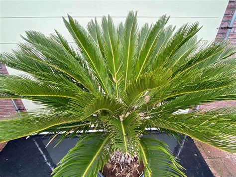 Cycas Revoluta Cm Palmier Sagou Bol