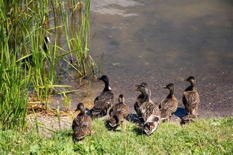 1100 Litter Nature Junes Be Stock Photos Pictures And Royalty Free