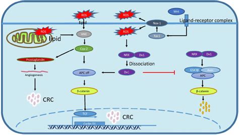 Redox Regulation Of Wnt Catenin Signaling Pathway And Lipid