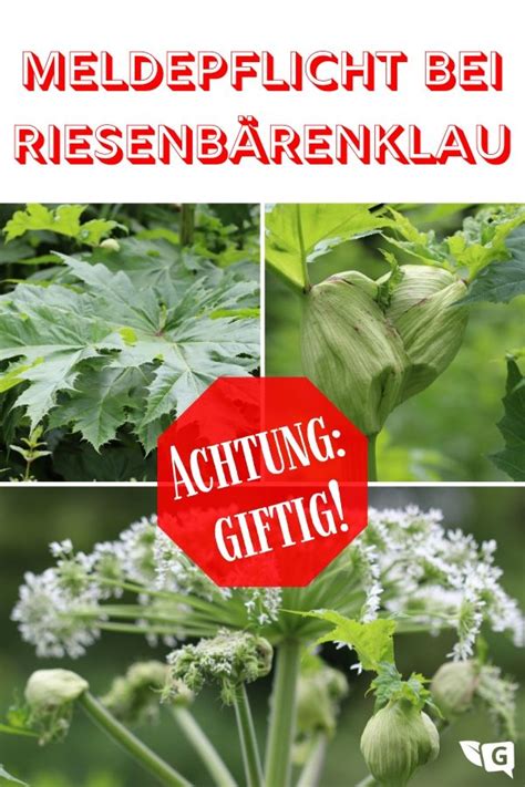 Meldepflicht bei Riesenbärenklau im Garten Infos Riesenbärenklau