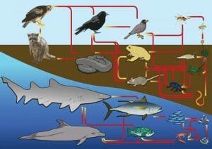 Marine Ecosystem - Definition, Food Chain and Quiz | Biology Dictionary