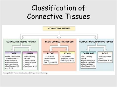 Connective Tissue Chart