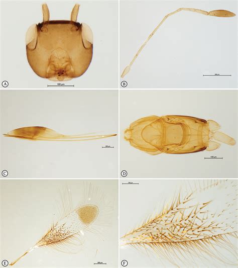 Revision Of The Polynema Dikobraz Species Group With Description Of A