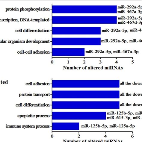 Go Analysis Of Target Genes Of Altered Mouse Circulating Mirnas After