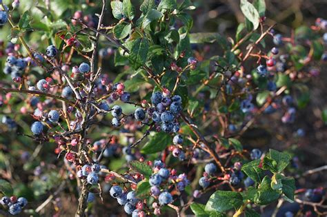 Blueberry | Diseases and Pests, Description, Uses, Propagation