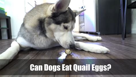 Can Dogs Eat Quail Eggs? Quail Eggs For Dogs | Vet Ranch