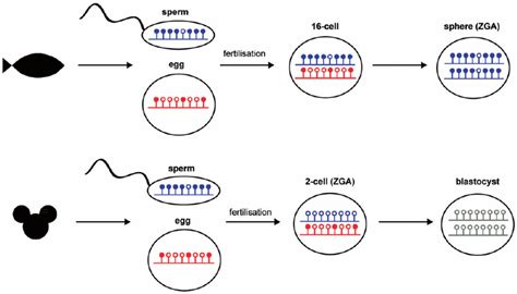 DNA Methylation Remodeling During Zebrafish And Mouse Embryogenesis In