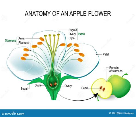 Apple Flower Parts Stock Illustrations 322 Apple Flower Parts Stock