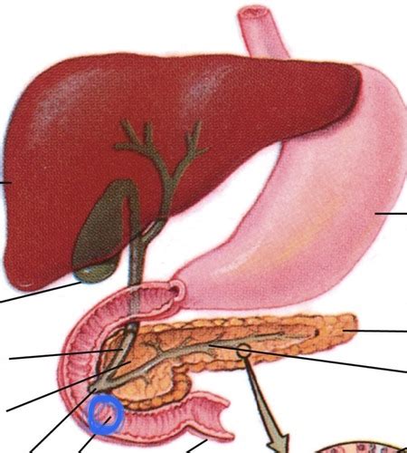 Ch The Pancreas Flashcards Quizlet