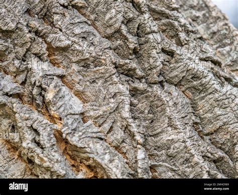 Cork Bark Texture With A Hollow Tree Bark Texture Natural Background