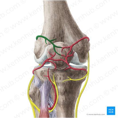 Popliteal Artery Anatomy Branches Location And Course Kenhub