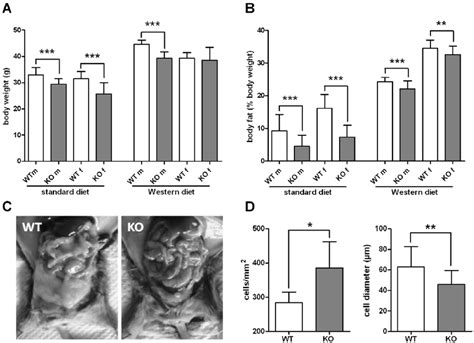 Body Weight And Fat Content Of Wt And Gpr Ko Mice A Body Weight