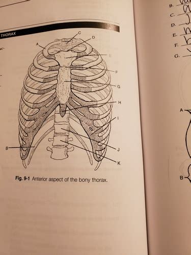 Bony Thorax Flashcards Quizlet