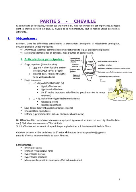 Synth Se Cheville Pathologie Du Syst Me Locomoteur Helha Studocu
