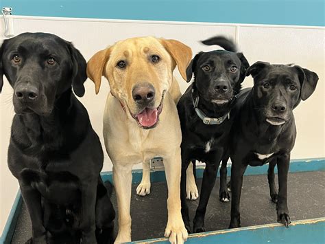 T&T Pet Care Services-Northside Daycare | Madison WI