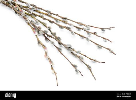 Beautiful Pussy Willow Branches Isolated On White Background Closeup Stock Photo Alamy