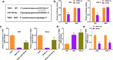 MiR 18b 5p Directly Targets Y Box Protein 2 YBX2 A Binding Sites