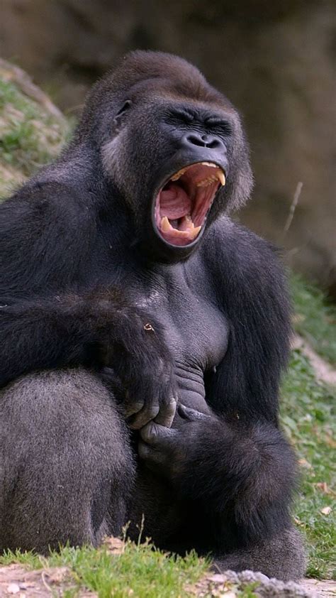 Pin By P B2b On Singes Gorilla Animals Wild Cute Animals