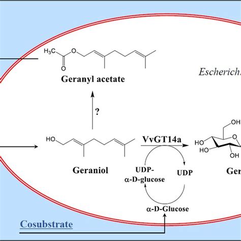 Schematic overview of the biphasic reaction system used for the... | Download Scientific Diagram