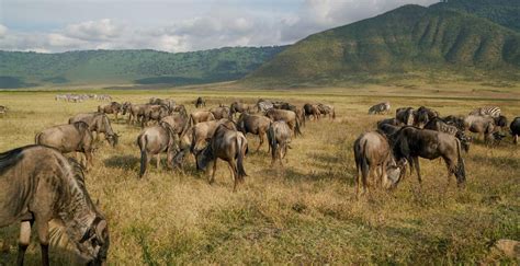 Ngorongoro Conservation Area Munda Africa Adventure