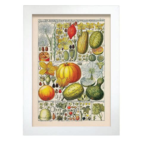 Affiche Nacnic De Famille Cucurbitaceae Inspiré Par De Cuisine Vintage