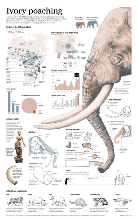 Ivory Poaching | Ilustración infográfica, Gráficos de información