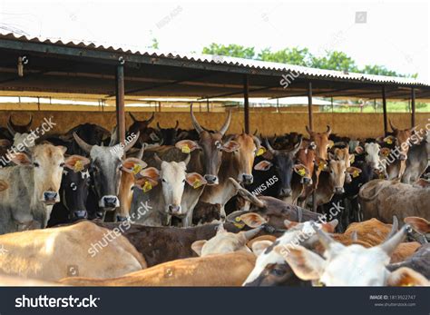 Indian Dairy Farming Indian Cattle Stock Photo 1813922747 | Shutterstock