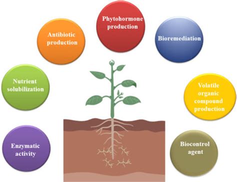 Plant Growth Promoting Bacteria What Exactly Are They Doing