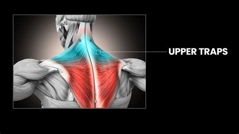 Best Upper Trap Exercises Upper Traps Workout Athlean X