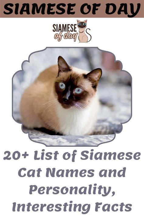 20 List Of Siamese Cat Names And Personality Interesting Facts