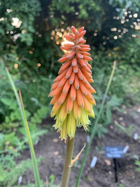 Kniphofia Royal Castle Hybrid Andy Gladman