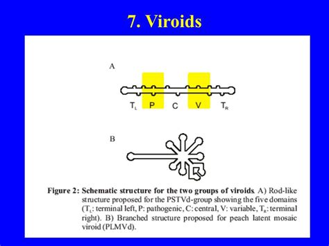 PPT BIODIVERSITY I BIOL 1051 What Are Viruses PowerPoint