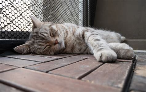 Premium Photo Close Up Cute Tabby Cat Sleep On Wooden Floor