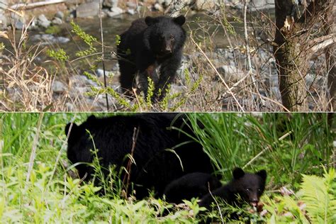 釜石市内でも目撃多数 クマに注意 被害に遭わないための対策を！ 環境整備も重要 | かまいし情報ポータルサイト〜縁とらんす
