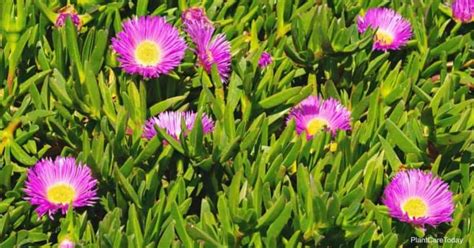 Ice Plant Ground Cover: What You Need To Know | PlantCareToday