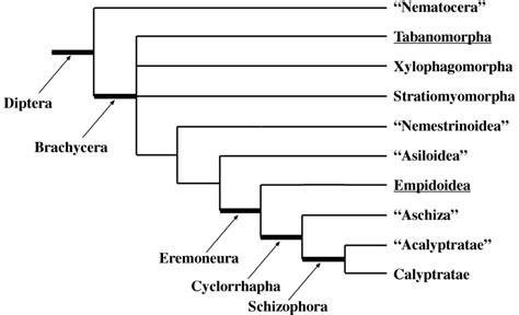 Phylogenetic Tree Of Diptera Thick Horizontal Lines Well Supported