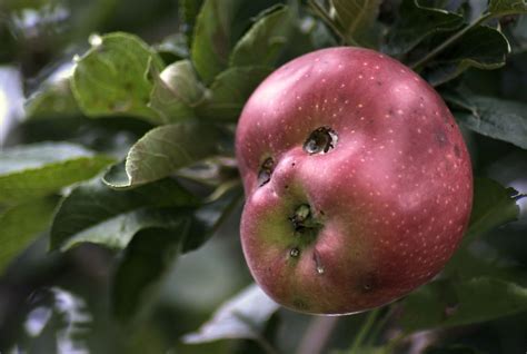 A Smile A Day Funny Fruit Funny Vegetables Weird Fruit