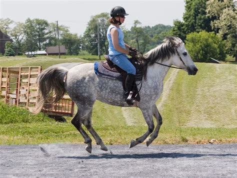 Want To Canter Your Horse? A Guide For Beginner Riders