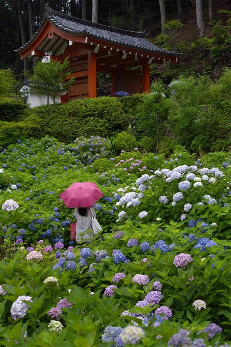 9 Traditional Japanese Plants For Your Garden