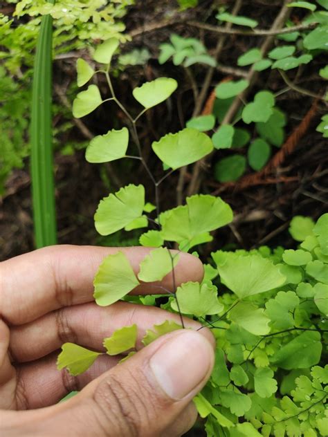 Adiantum braunii from Ixcateopan de Cuauhtémoc Gro México on August