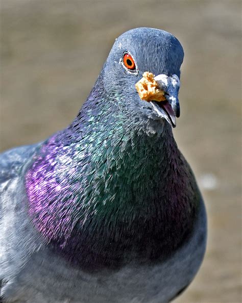 pigeons change colors