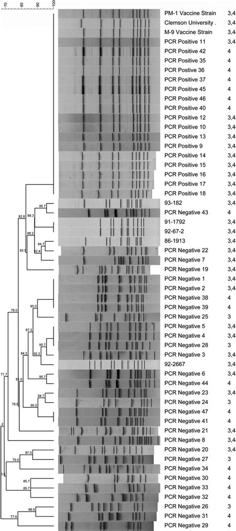 Pfge Strain Typing Of Pasteurella Multocida Outbreak Isolates And