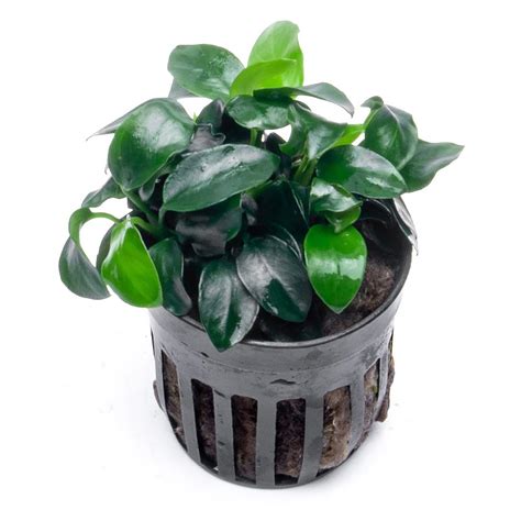 Anubias Plant Care Belallillie