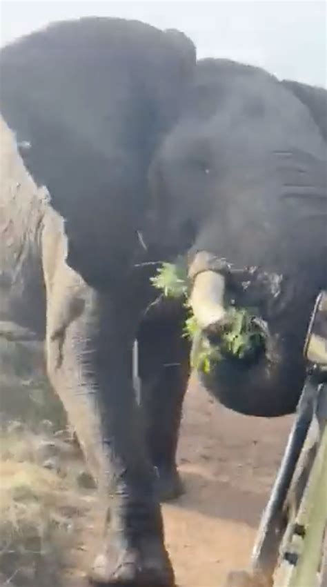 Terrifying Moment Sex Crazed 13 Foot Elephant Charges Safari Truck