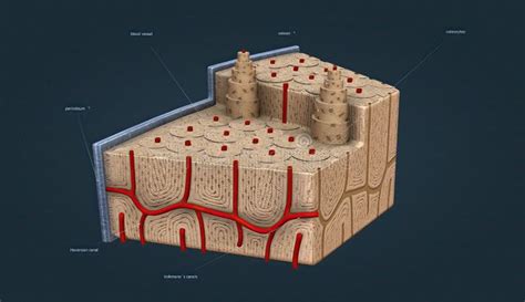 Bone Tissue, Tissue that Gives Strength and Structure To Bones Stock ...