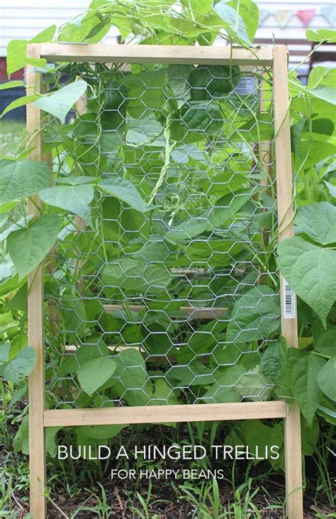 Diy Hinged Trellis For Beans Bean Trellis Diy Bean Trellis Pole